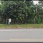 Banda de Shilcayo: Siembran plantas ornamentales y frutales al costado de la carretera a Yurimaguas