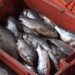 Tarapoto: Incautan más de 100 kilos de pescado en presunto mal estado