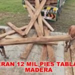 Lamas: Recuperan 12 mil pies tablares de madera que fue abandonada por taladores ilegales