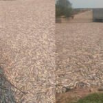 Impactante video capta la devastadora mortandad de millones de peces en un río de Argentina