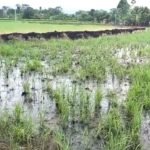 Banda de Shilcayo: Sancionarán a responsables por el uso de desagües en riego de sembríos de arroz