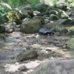 Banda de Shilcayo: Vecinos denuncian que chancherías siguen contaminando quebrada Choclino