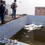 Banda de Shilcayo: Detectan larvas de Aedes Aegypti transmisor del dengue en piscina y tanque de vivienda en la Urb. San Borja