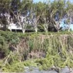 Tarapoto: Pas Decano del CIP-SM denuncia tala de árboles en zona de protección del río Cumbaza