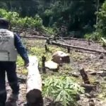 Banda de Shilcayo: Constatan deforestación y abandono en área de conservación Cordillera Escalera