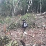 San Martín: Ecoguerrero denuncia que continúa tala indiscriminada de madera en Pucacaca