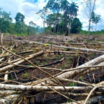 Investigan a sujeto que habría destruido bosques primarios y secundarios en área de Conservación Tingana