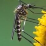 Tarapoto: Ante aumento de casos de dengue, anuncian semana de la lucha contra la enfermedad