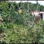 Banda de Shilcayo: Multan a empresa por cortar árboles maderables en su afán de limpiar orilla río Shilcayo