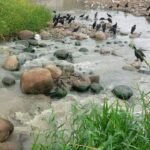 Tarapoto: Ecoguerrero anunció “Programa voluntariado” para recuperar los ríos contaminados