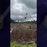 San Martín: “Madereros tendrían carta libre para sacar madera de zona intangible del Bajo Huallaga”