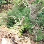 Tarapoto: Fuertes vientos derriban árbol de “Renaco”, el mismo aplastó tuberías de agua potable