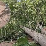 Morales: Intervienen a directora y presidente de la I.E.I. N° 204 por cortar árbol de cedro de 35 años de antigüedad