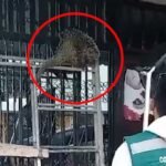 Banda de Shilcayo: Rescatan puercoespín que ingresó a vivienda de residencial Los Sauces