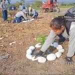 Banda de Shilcayo: Reforestan zona ubicada por la Nueva Vía de Evitamiento que fue convertida en basural