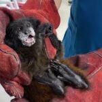 Tarapoto: Rescatan a mamá pichico que junto a sus crías estuvo a punto de perecer en incendio forestal