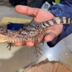 Morales: Trabajadores de limpieza pública encuentran pequeño lagarto