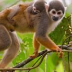 San Martín: «Mono amazónico es la especie más traficada dentro del mercado negro»