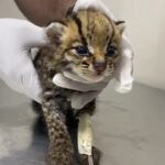 Tarapoto: Rescatan a tigrillo de apenas 15 días en Loreto tras presunta caza ilegal de su madre