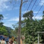 La Banda de Shilcayo: Evalúan tala de árbol de Cedro en Villa Autónoma por riesgo inminente