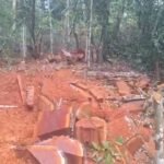 San Martín: Ecoguerrero denuncia tala ‘autorizada’ de especie amenazada en el Ponaza