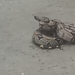 San Martín: Boa constrictor aparece en medio de la calle frente a la plaza mayor de Tarapoto