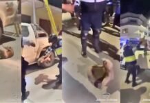 Tocache: Inician investigaciones por presunto maltrato animal contra oso perezoso lanzado desde siete metros de altura