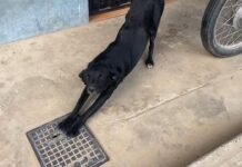 Tarapoto: Sector Salud anuncia campaña de vacunación antirrábica canina los días 15 y 16 de noviembre