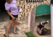 Morales: Mujer resulta herida tras ataque de dos perros que estaban sueltos en la parte exterior de vivienda