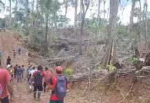 San Martín: Ambientalista denuncia deforestación de más de 1,600 hectáreas de bosques primarios