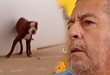 Morales: Perro con rasgos de pitbull muerde a ciudadano y le ocasiona herida en la mano