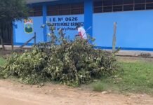 La Banda de Shilcayo: Vecinos denuncian tala de árboles de naranjo frente a colegio en Tres de Octubre