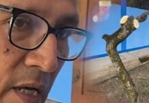 La Banda de Shilcayo: Director de colegio de Tres de Octubre señala que naranjos fueron cortados porque tenían plagas