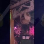 Morales: Rescatan a oso perezoso hembra y a su cría que se encontraban al interior de discoteca