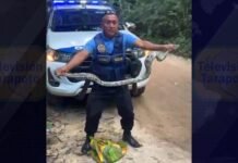 Tarapoto: Serenazgo rescata serpiente y la devuelve a su hábitat natural
