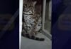 San Martín: Rescatan tigrillo en vivienda de Tarapoto, especialista señala que alguien lo tenía como mascota