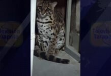 San Martín: Rescatan tigrillo en vivienda de Tarapoto, especialista señala que alguien lo tenía como mascota