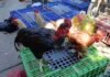 Tarapoto: Vendedores de gallos y gallinas ofrecen las aves para los juanes desde S/ 30 hasta S/ 120