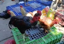 Tarapoto: Vendedores de gallos y gallinas ofrecen las aves para los juanes desde S/ 30 hasta S/ 120