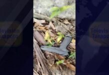 San Martín: Hallan arma de fuego en La Banda de Shilcayo, tras revisarla, era de juguete