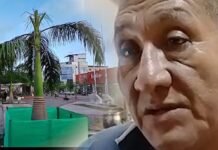 San Martín: Inician acciones legales tras tala parcial de palmera en la Plaza Mayor de Tarapoto