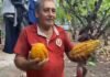 Lamas: Agricultor cacaotero de Shanao solicita mayor apoyo al sector
