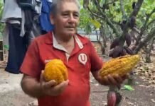 Lamas: Agricultor cacaotero de Shanao solicita mayor apoyo al sector