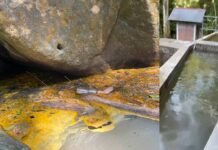 San Martín: Derrame de aceite vegetal afecta producción de agua potable en La Banda de Shilcayo