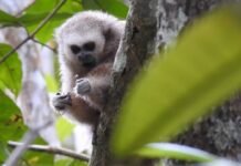 San Martín: Mono tocón es reconocido como especie emblemática de Moyobamba