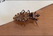 San Martín: Alertan presencia de chirimachas con posible parásito de Chagas en el sector Maronilla