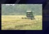 Tarapoto: Dirigente arrocero cuestiona incumplimiento de acuerdos y falta de apoyo al sector agrario