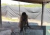 San Martín: Rescatan cuatro animales silvestres que permanecían amarrados en una vivienda de Bellavista