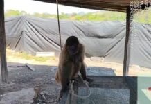 San Martín: Rescatan cuatro animales silvestres que permanecían amarrados en una vivienda de Bellavista