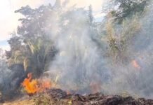 Tarapoto: Brigada Verde alerta sobre sequía de ríos e incendios forestales en San Martín